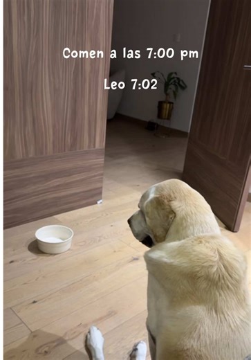 Cuidado y nos tardemos 1 minuto en la hora de la cena 😂 #dogsoftiktok #funny #dog