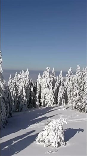 The Beauty in the Snow - Squirrel's Winter Wonderland 🐿️❄️✨#snow #wildlife #cold