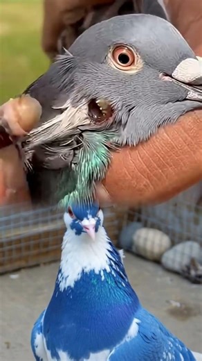 Black Botfly Removal from Pigeon’s Head | Satisfying Bird Parasite Treatment 🕊️