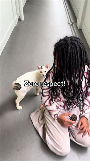 Come my house, u no greet me? #fyp #cats #catsoftiktok #communitycat #tiktok