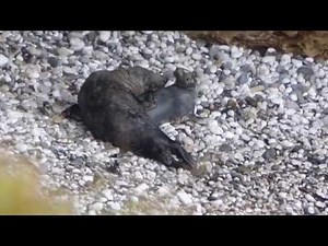 Grey seals courting/mating.