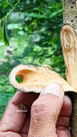 very simple grafting sir 🌱🌳 #garden #gardening #plants #nature #craft #diy #grafting