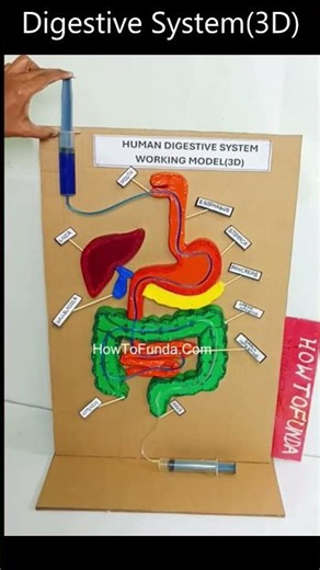 human digestive system working model 3d for science project exhibition - diy - syringes - howtofunda