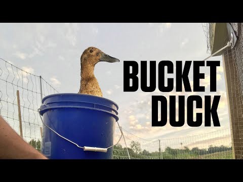 Bucket Duck’s recovery story: how she healed and returned