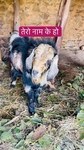 what is your name #shorts