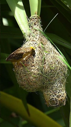 Fantastic !Weaver Bird Labor Build Nest 66#birds #nature