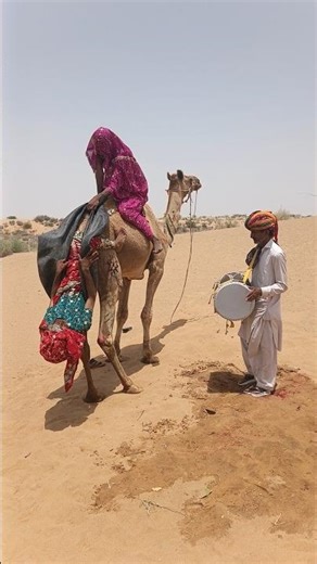 الجمل والرقص… حكاية فرح لا تنتهي"