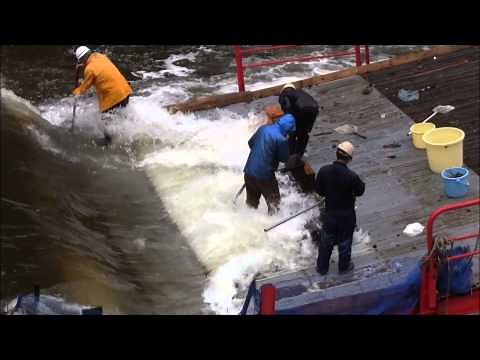 鮎のヤナ漁 大漁だ！