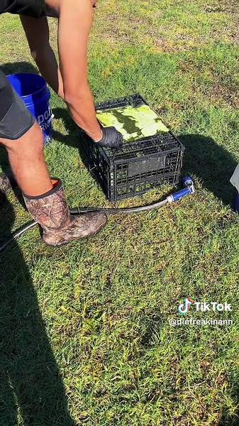 How to clear up your backyard pond #diy #diypond #koipond #koi #backyardpond #backyardvibes #waterfilter #howto #waterfeature