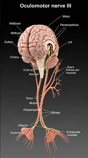 Cranial Nerves 12 Anatomy Explained |