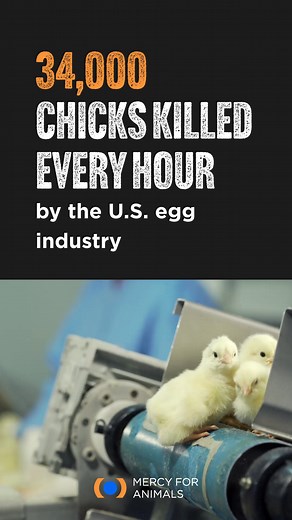 "Chick culling" refers to the practice of killing all male chicks and those deemed "unsuitable" shortly after hatching. They're typically ground up alive, gassed, or suffocated. This is standard in all modern egg production in the United States. Have a compassionate Easter by leaving eggs out of your celebration. https://mercyforanimals.org/chickculling | Mercy For Animals