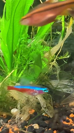 Cardinal tetra breeding #aquariumhobby #aquarium #aquascape