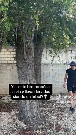 La planta que transforma realidades: La salvia