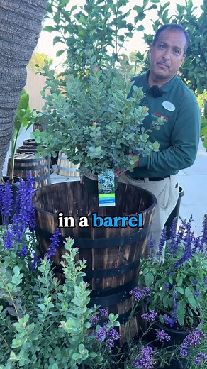Cómo cultivar arándanos en un barril fácilmente