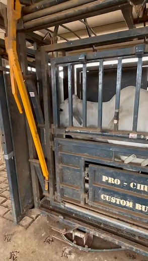 The importance of quiet, calm cattle that are well conditioned to the yards cant be overstated. Here we can see a donor that is at ease in the crush and with Rodrigo doing such a smooth job she is happy to just stand there and allow the oocyte collection to happen. 🐮👍#7yearsin7days #bovineIVF | Nbryo