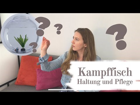 Kampffisch Haltung und Info's | Betta Splendens Hochzucht und Wildform | Pflege