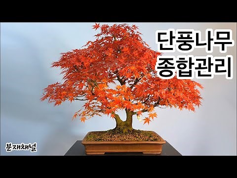 Bonsai Care Lesson 33: Everything About Maples