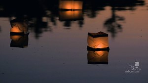 Be a part of our opening ceremony as we welcome back the Destination Asia Festival, August 3! Join us for a breathtaking Toro Nagashi Japanese floating lantern display during an event that will also feature taiko drumming, sumo wrestling, a Chinese lion dance, and more. Purchase your lantern to symbolize a memory of a loved one, an important moment in your life, or a wish you have for the future. Get yours online now --> https://bit.ly/2mgCRen | The Morton Arboretum