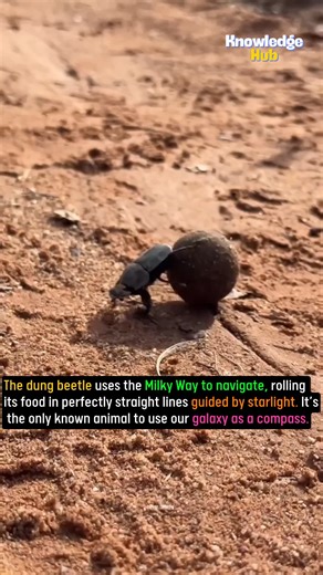 Dung beetle | Knowledge Hub | Facebook