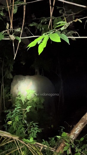 අම්මා එනවා කිව්වම දිව්වා 😂 #elephant #wildlife #wildelephants #elephantattack #yalanationalpark