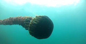 Rare Jellyfish Stings Swimmers With 25-Foot Tendrils At Southern California Beach [VIDEO]
