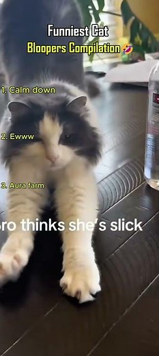 These Cats Are Absolutely Losing It #CatFails #Hilarious