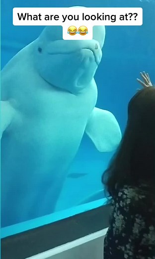 Spooky Beluga Whale Encounter at the Zoo