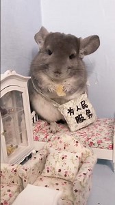 A face of grievance... #CutePet #Chinchilla