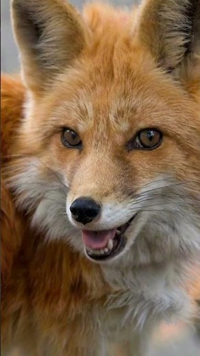 🦊 Fox Face Close-Up | Stunning Animal Beauty 🧡