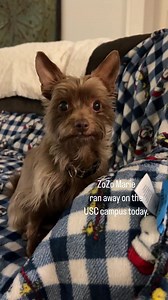 Lost Dog- ZoZo Marie was lost on the USC Columbia campus today. It was a very scary situation which fortunately resolved quickly. ZoZo loves her mom and will go to any length to find her. A GPS collar is in order. .#lostdog #scary #petsafety | Piglet, the deaf blind pink puppy.