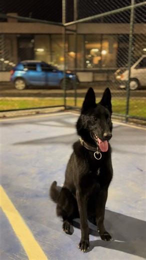 Exploring the Malinois Breed Characteristics