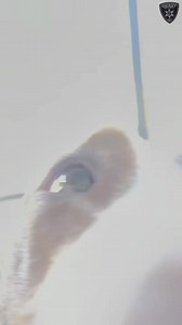 Bibb County Sheriff's Office Bondable Pup Talladega is working hard to learn the “sit” command. This sweet pup, who is an old soul, is already house trained and has learned loose leash walking. If you are interested in adding this pawsome pup to your pack, please email Cpl. Brandi Smith at BLSmith2@maconbibb.us. #BondablePups #BCSOStrong | Bibb County Sheriff's Office