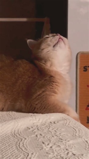 the cat is howling #cat #cats
