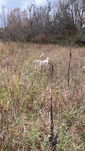 There is nothing that will get the heart rate going like a wild covey of bobwhite quail busting up (turn sound up to hear them) in front of a bird dog (in this case the English Setter Sam - yes I like the name Sam). We have more wild quail on our farm now that we are raising tons of meat each year than when we were managing the land specifically for quail. Don’t let anyone tell you livestock and wildlife can’t cohabitate. Those are people that have never raised either one. | CoveyChase Farm Comp