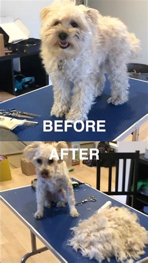 DOG is ALL HAIR!!! ✂️😅