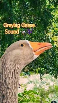 Greylag Geese in Dialogue: Quacking and Singing in Nature🍀🌿