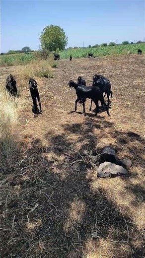 usamanabadi goat #farming