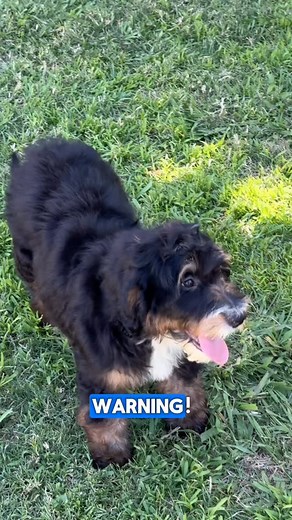 Meet my Standard F2 Bernedoodle Girl - Holly 🐶🤎 #bernedoodlepuppy #bernedoodle #puppyreels #bernedoodlehub #standardbernedoodle #bernedoodlenation #tricolorbernedoodle | Bernedoodles and Co California