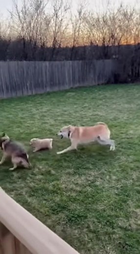 Golden Retriever Leaps Into Action to Stop Coyote From Attacking Tiny Dog in Dramatic Backyard Footage Boulder, Colorado – November 24, 2025 A peaceful backyard play session turned into a split-second battle for survival when a coyote sprinted out of the brush and charged directly at a small dog — only to be intercepted in heroic fashion by the family’s golden retriever. The entire encounter was captured on home security video, and the footage is as intense as it is heart-stopping. The scene beg