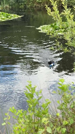 Yaffle making a splash on some water retrieve training #gundog #labrador