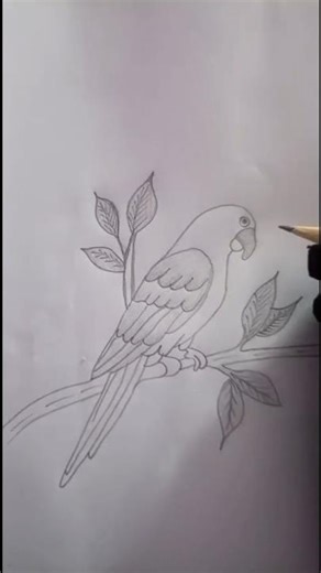 Simple Parrot Pencil Sketch Tutorial ✏️🎨