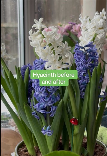 Discovering the Beauty of Hyacinths
