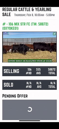 #canada #alberta #beef #truepricediscovery #farmtok #fyp #perlichbros #liveauction #canadiandollar #farmlife
