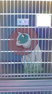 21K views · 674 reactions | Adopt from your local shelters! It’s sad whenever I see an animal that has been at a shelter for too long. #sheltercat #animalrescue #adoption #2danimation #framebyframe #animator #trending | Drawzillazzz | Facebook