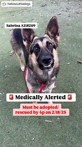 15K views · 1.1K reactions | Great news… Sabrina was rescued. Please...