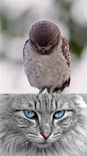 Did you know owls can mimic 200 different sounds? #owl