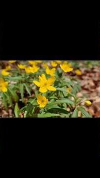 Co je jarní aspekt? Když les ožívá! 🌿✨ #shorts