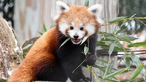 At Potter Park Zoo, Wiley and his mom, Maliha, are right at home in the snow thanks to their incredible adaptations! Native to the Himalayas and southwestern China, red pandas are built for chilly climates. They have a thick double-layered coat, with dense underfur for insulation and coarse outer fur to protect against wind and moisture. And when it gets really cold? They wrap their bushy tails around their bodies like a cozy blanket! Next time you visit, be sure to watch Wiley and Maliha playin