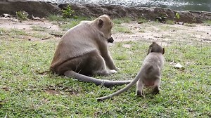 20K views · 184 reactions | The intelligence of these animals will surprise you. | Daily Monkey | Facebook