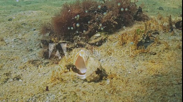 Seahorse emerges from its large seashell of Veined rapa whelk (Rapana venosa) lying on seabed and swims over big colony of unicellular algae that are producing and releasing fine gas bubbles